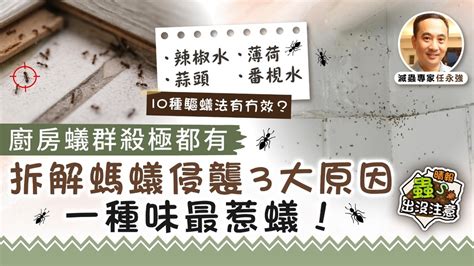 螞蟻竇|蟻出沒注意｜不時見到蹤跡但搵唔到蟻竇？專家教你5招天然滅蟻